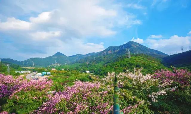 东莞旅游推荐：去观音山看异木棉花开