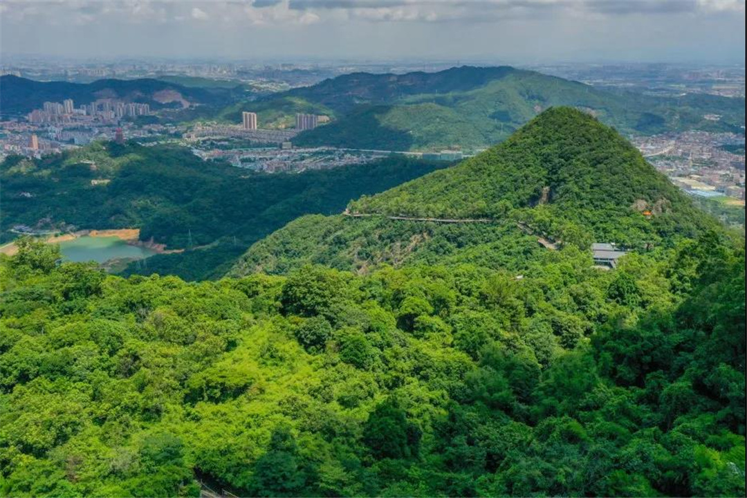 绿满观音山，共植心愿林，直击友邦东莞植树活动现场