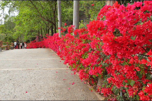 四月邂逅观音山!踏青赏花好去处,完美出游不解释